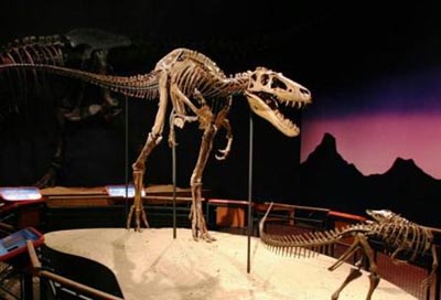 Jane a Nanotyrannus or Juvenile Tyrannosaurus Rex on display at the Burpee Museum, Rockford IL