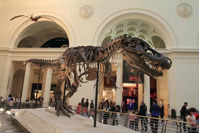 Sue, a Tyrannosaurus Rex on display at the Chicago Field Museum