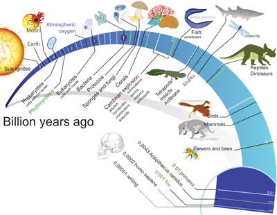 Evolutionary Time line