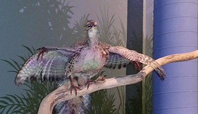 Archaeopteryx as depicted at the Answers in Genesis Creation Museum