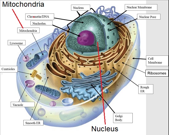 Cell - highlighted - Mitocondria, Nucleus