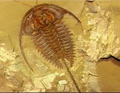 Chengjiang fossil trilobite