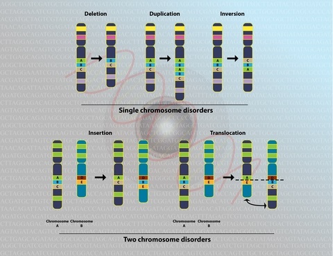 DNA Chromosomal copy errors