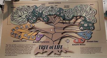 Darwinian Tree of Life