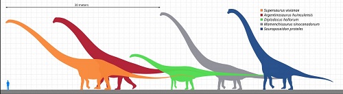 Sauropod and human - size comparison