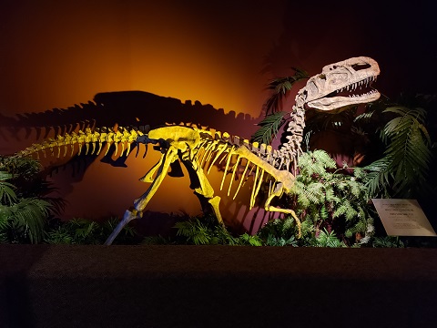 Monolophosaurs as displayed at the Milwaukee Public Museum