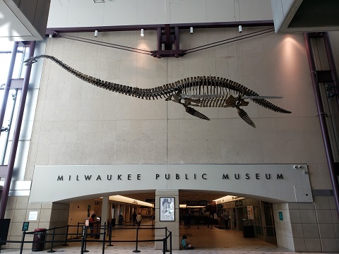 Note the correct proportions on the above plesiosaur at the Milwaukee Public Museum