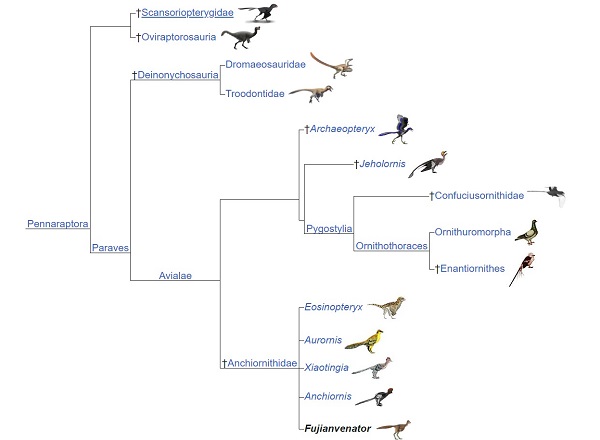 Cladogram - Fujianvenator