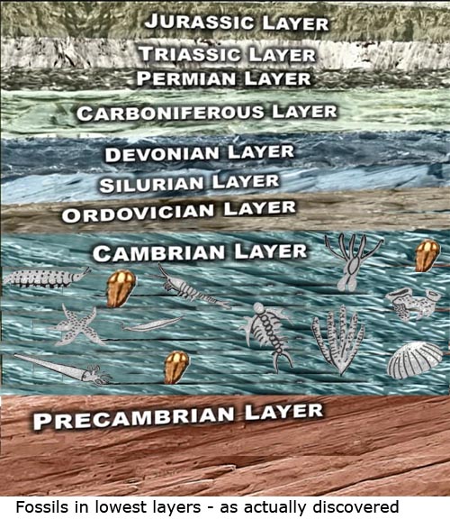 Fossils in the lowest layers - as actually discovered