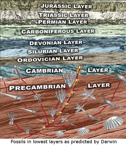 Fossils in lowest layers as predicted by Darwin