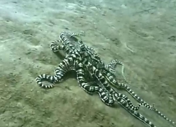 The Indonesian Mimic Octopus