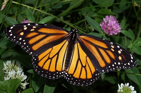 Monarch Butterfly in May