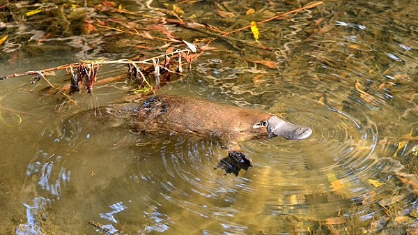 Duck-billed platypus