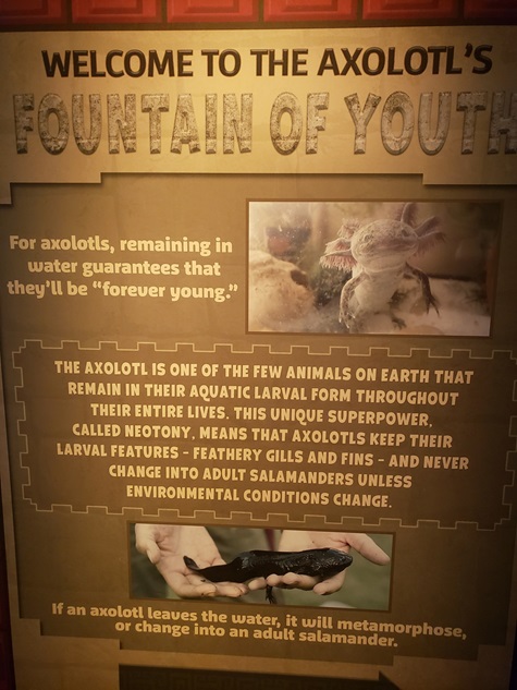 Axolotl - Fountain of Yout