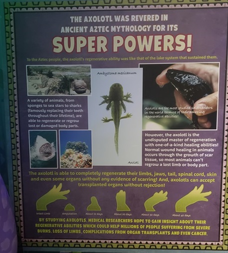 Axolotl - super powers - regeneration
