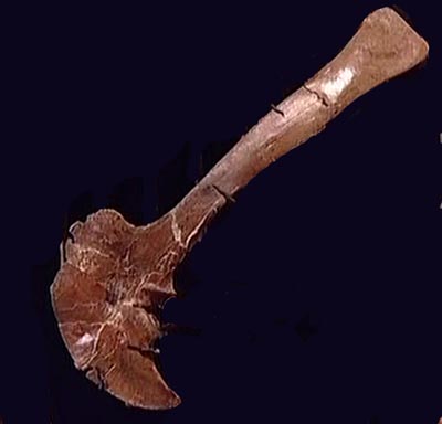 Dinosaur bone scapula
