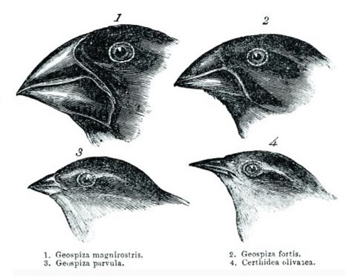 Darwin's finches